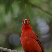 Summer Tanager, South Padre Island, Texas
